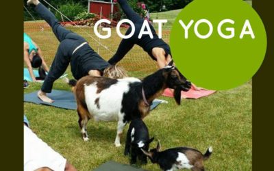 Goat Yoga