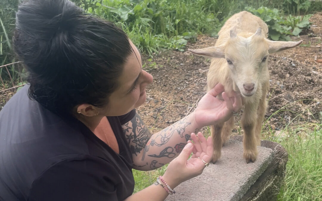 Treehouse Adventure at Mariaville Goat Farm